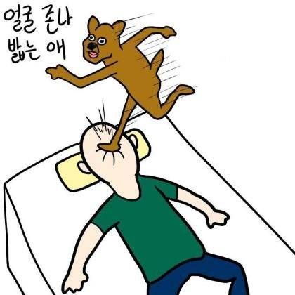 애완견 유형.jpg