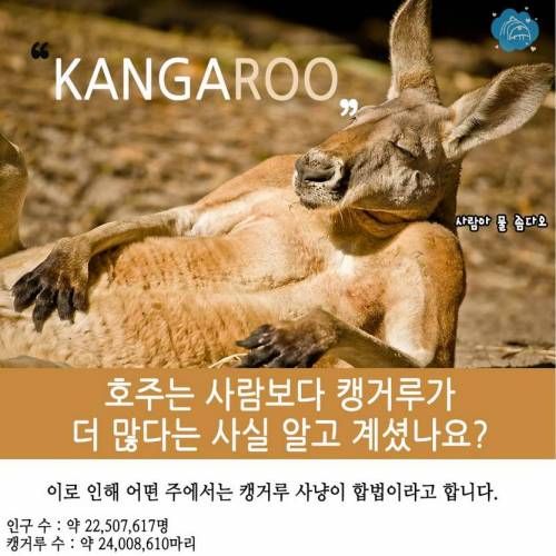 호주에관한 10가지 사실.jpg