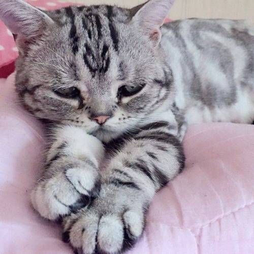 세상에서 가장 불쌍한 고양이