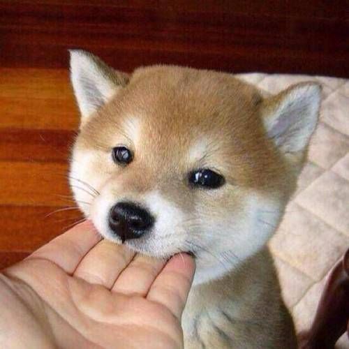 멍뭉아 ~ 손!.jpg