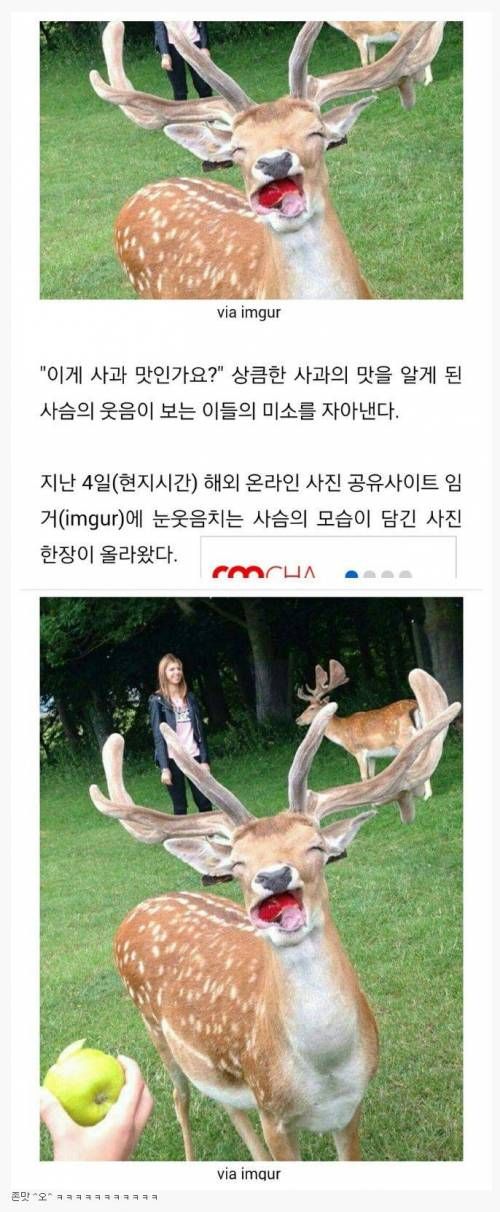 사과를 먹어본 사슴의 반응