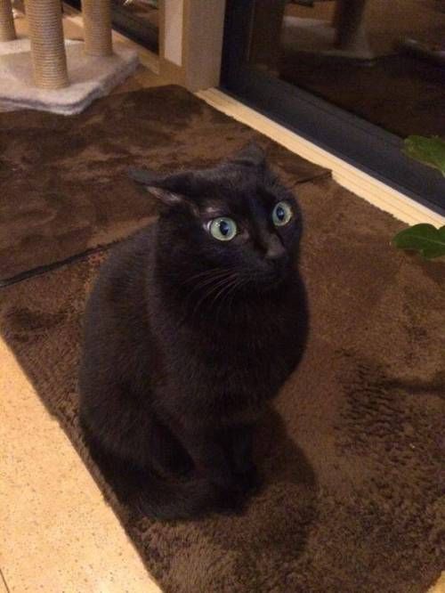 고양이에게 사자가 나오는 방송을 보여주었다.jpg