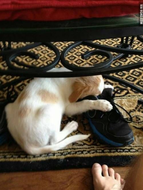 강아지들의 잠자리