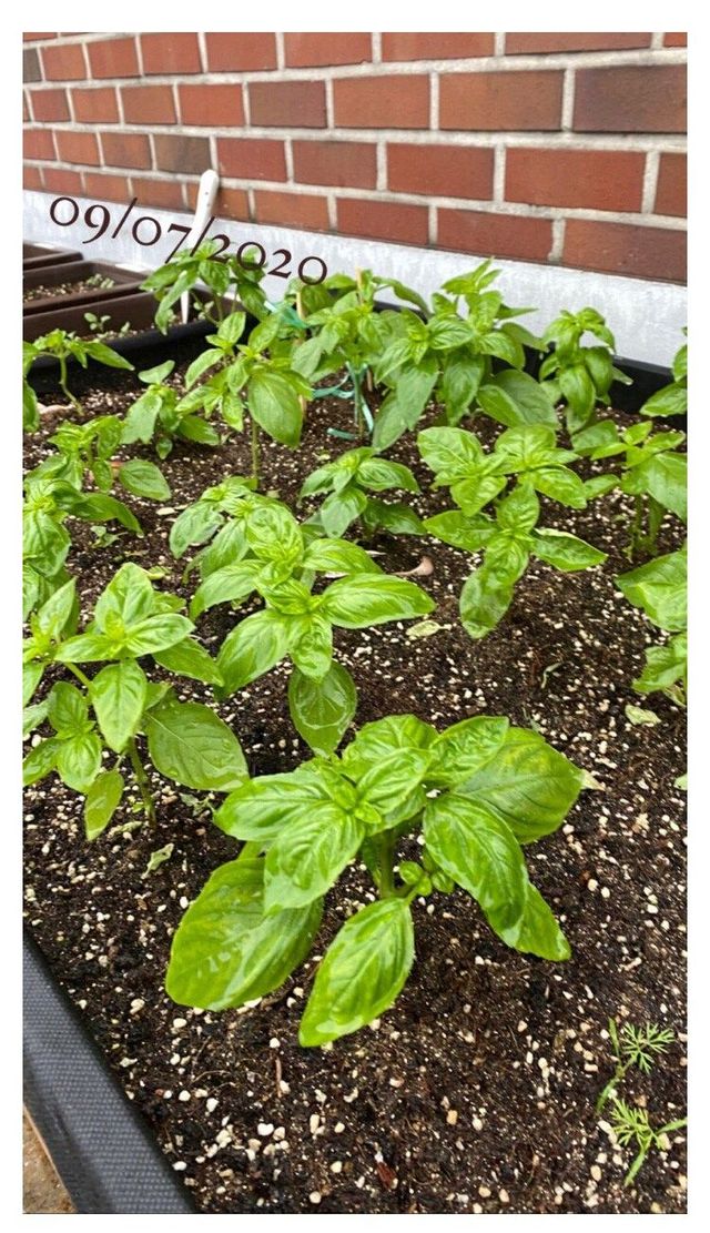 바질 키우고 우울증 탈출한 스토리