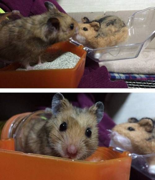 디시인이 만든 쥐.jpg