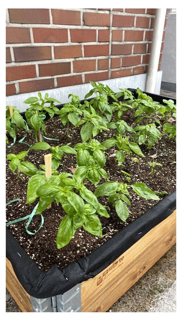 바질 키우고 우울증 탈출한 스토리