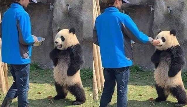 판다가 사육사한테 매우 화가 난 이유
