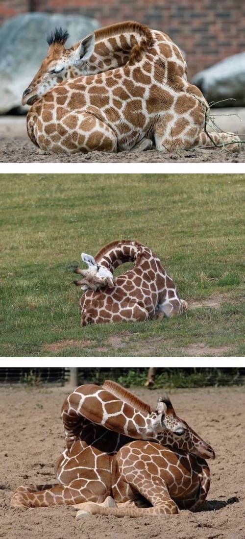 기린 잠자는 모습.jpg