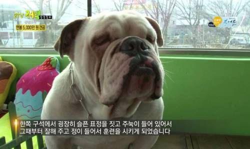 연봉 5천만원 개.jpg