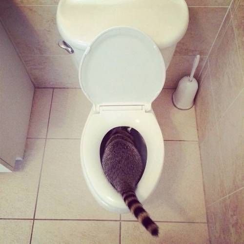 집에서 키우는 라쿤.jpg