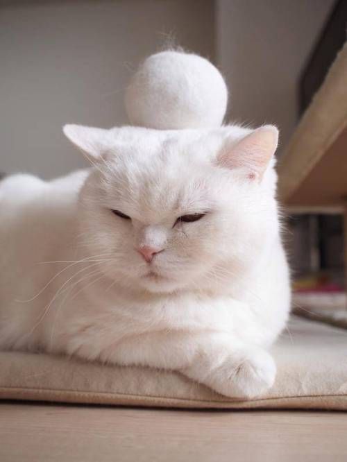 고양이를 키우면 생기는 것.jpg