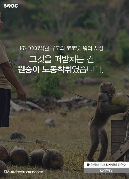코코넛 워터 때문에 혹사 당하는 원숭이
