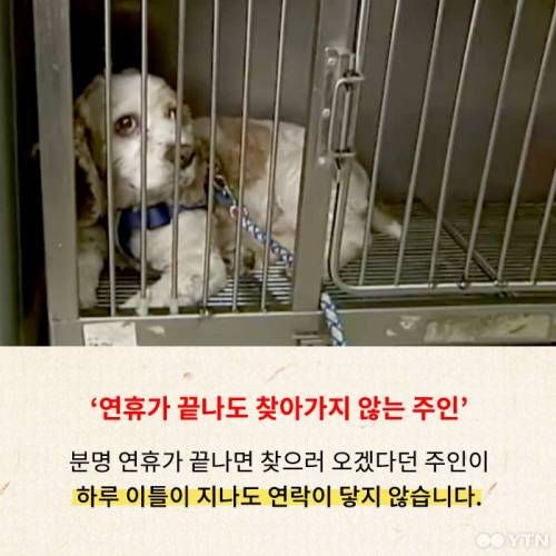 명절이 두려운 애견호텔.jpg