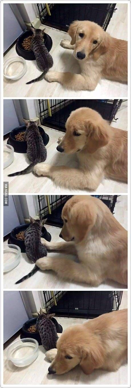 주인아...얘가 내꺼 뺏어먹어 ㅠㅠ.jpg