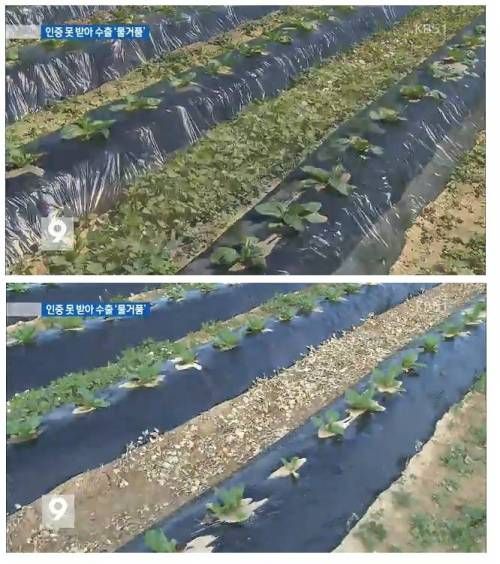 10년째 사장된 친환경 제초제.jpg