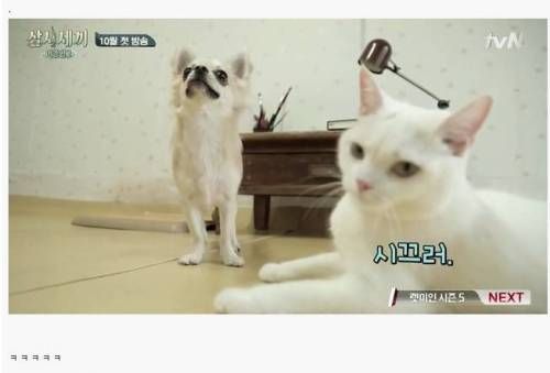 산체와 벌이의 급성장.jpg