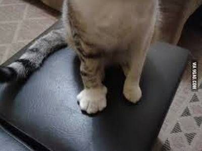 벌에게 쏘인 개와 고양이.jpg