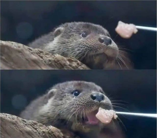 고기 한 점의 행복