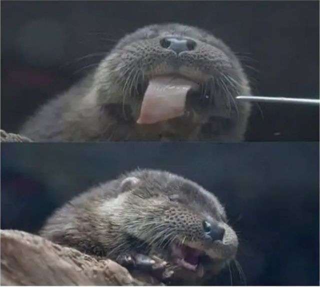 고기 한 점의 행복