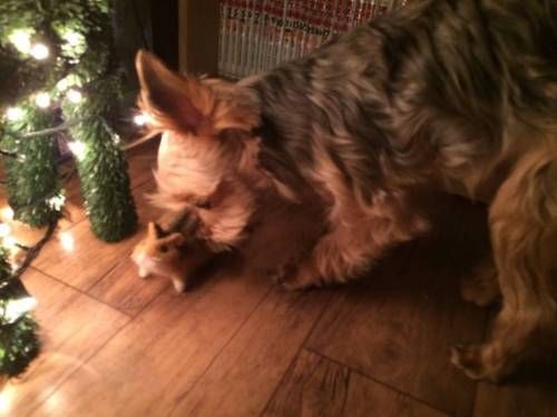 양모펠트로 만든 햄스터.jpg