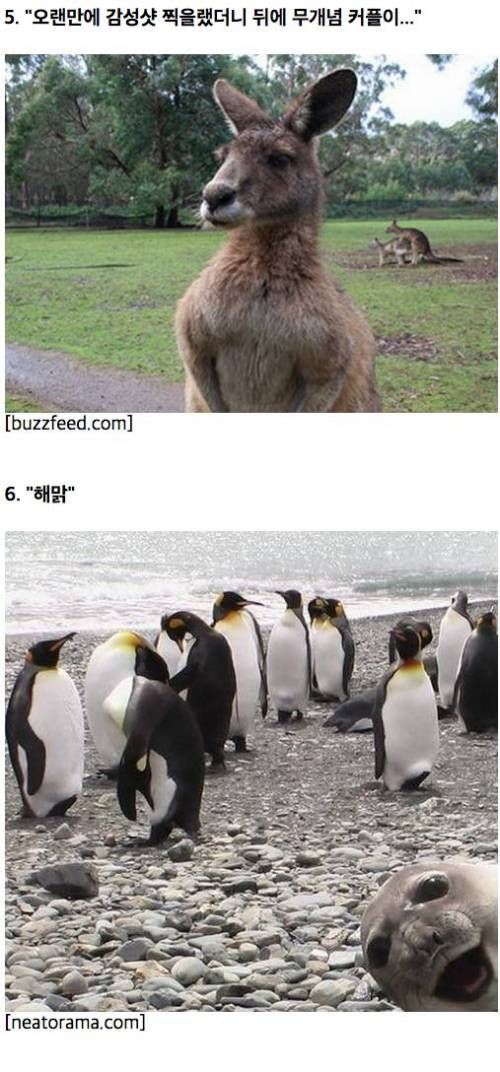 뜻밖의 동물 사진