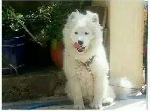 해병대 갔다온 강아지