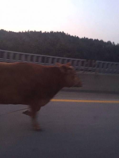 어제자 고속도로.jpg