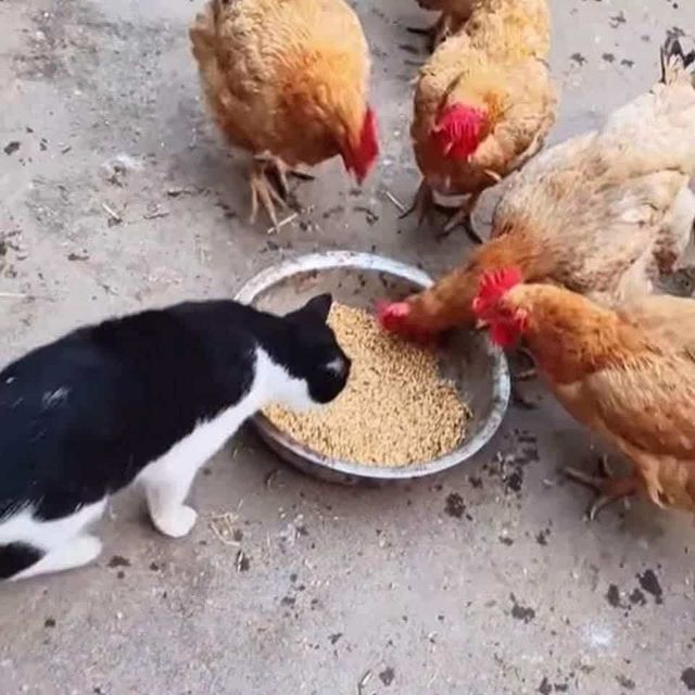 뜻밖의 침입자가 노린 것은.jpg