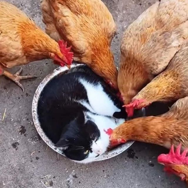 뜻밖의 침입자가 노린 것은.jpg