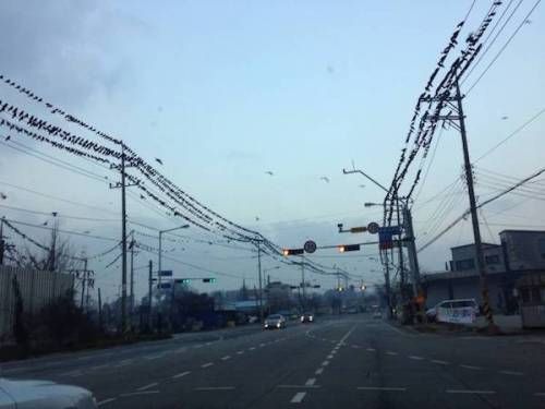 평택 까마귀떼.jpg