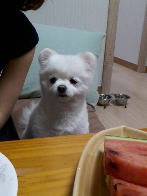 귀염 터지는 개무룩