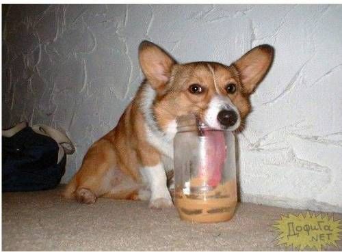 이솝우화는 다 거짓이었다.jpg