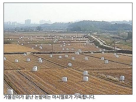 다가오는 마시멜로 수확