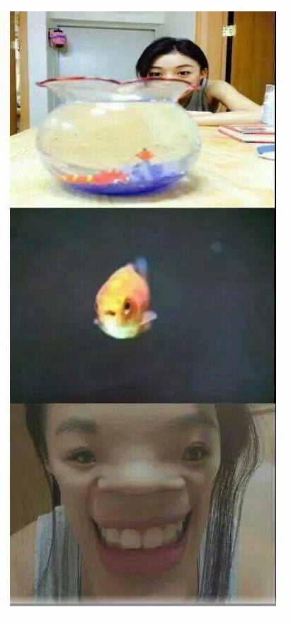 금붕어가 보는 시각