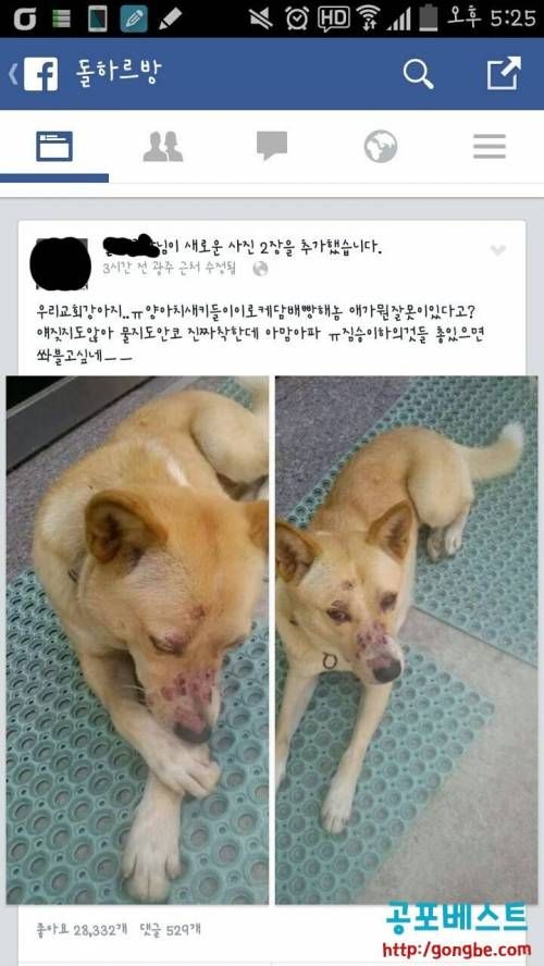 개보다 못한 놈들.jpg