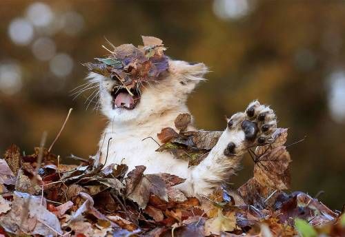 가을이 뭐냐옹.jpg