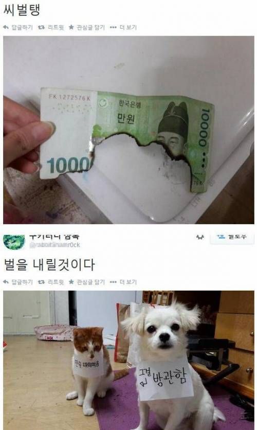 만원 태워먹은 고양이.twt