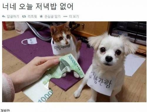 만원 태워먹은 고양이.twt
