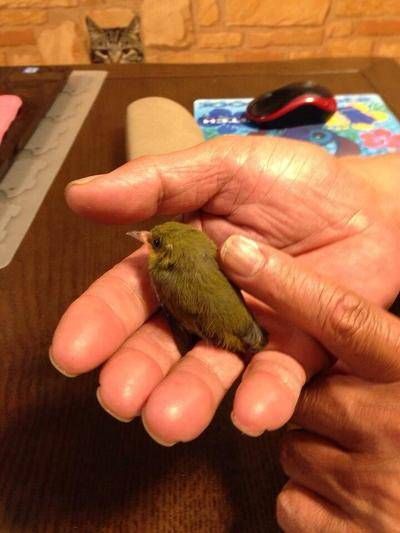 아버지가 새를 주워오셨는데 위험하다