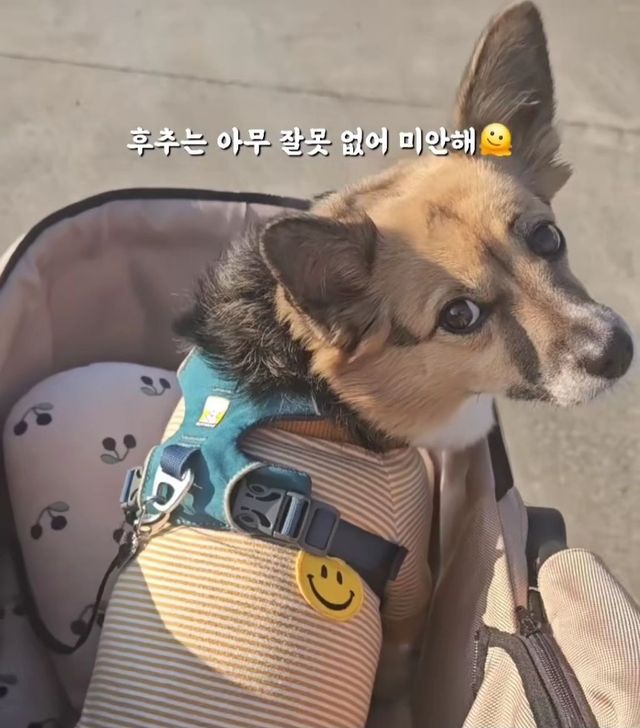 믹스견이라고 무시받은 간식 거래의 결말.jpg