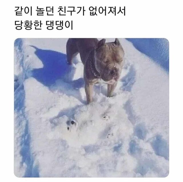 같이 놀던 친구가 없어져 당황한 댕댕씨