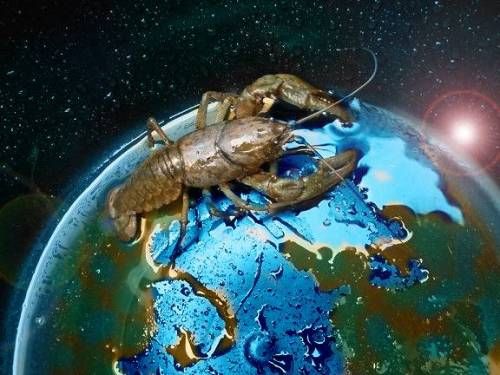 지구를 정복한 대왕가재