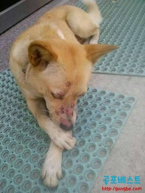 개보다 못한 놈들.jpg