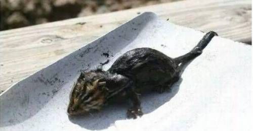 다람쥐 살린 개구리