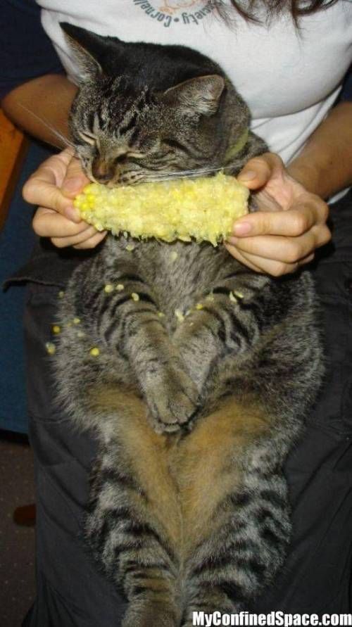 나! 고양이! 먹는다! 먹을거다!