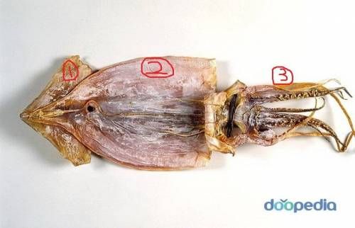 건오징어 맛있는 부위 선호도.jpg