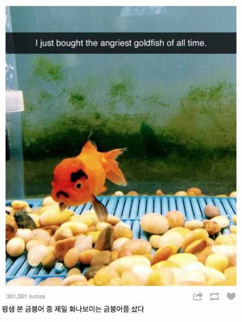 금붕어 화남.jpg