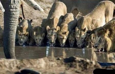 사자의 굴욕 모음.jpg