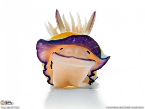 귀여운 해양생물 .jpg