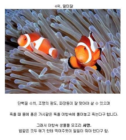 키우기 어려운 애완동물 순위